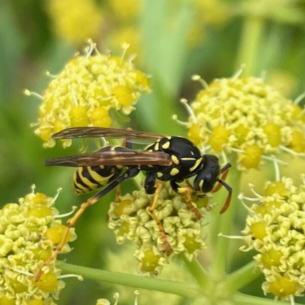 Franse veldwesp (Polistes dominula)