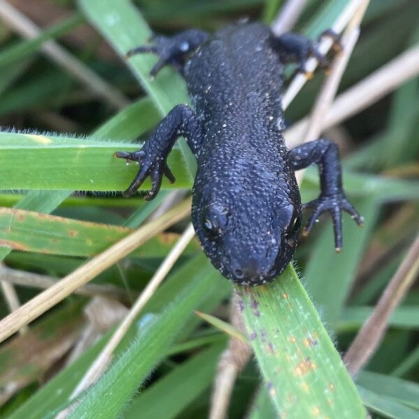 Kamsalamander (Triturus cristatus)